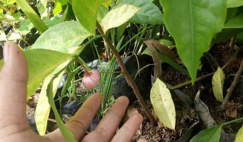 perawatan tanaman manggis