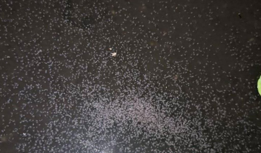 kualitas air kolam kutu air