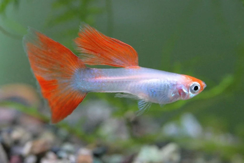 cara ternak ikan guppy