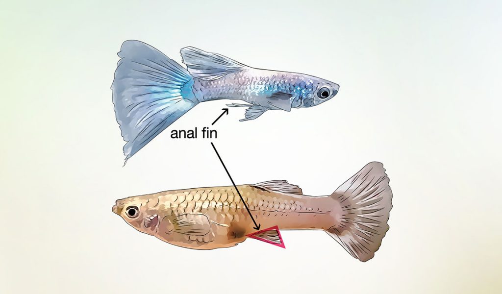 perbedaan ikan guppy jantan dan betina