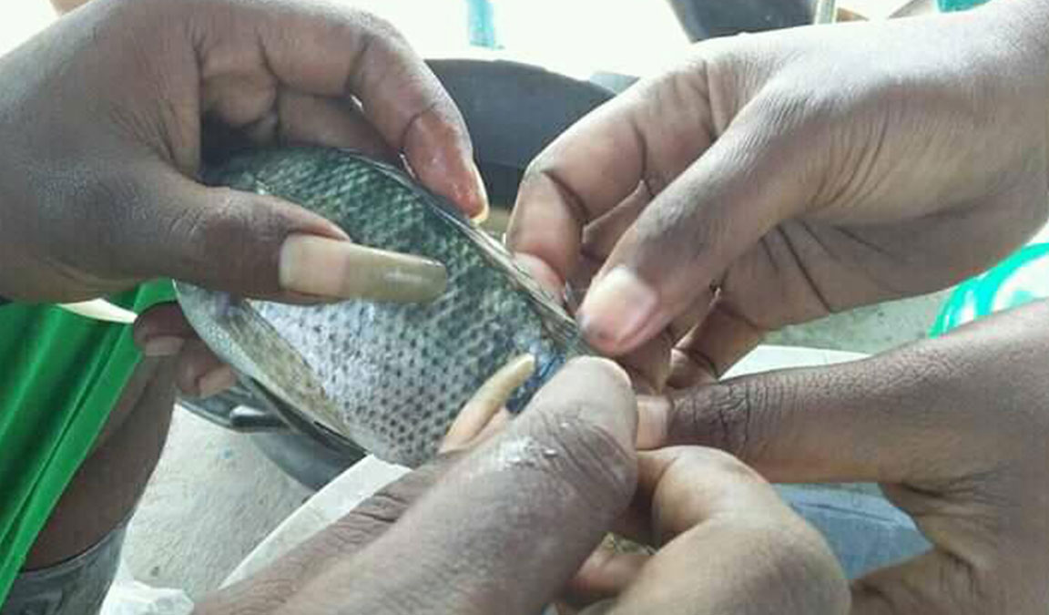 cara pemijahan ikan nila