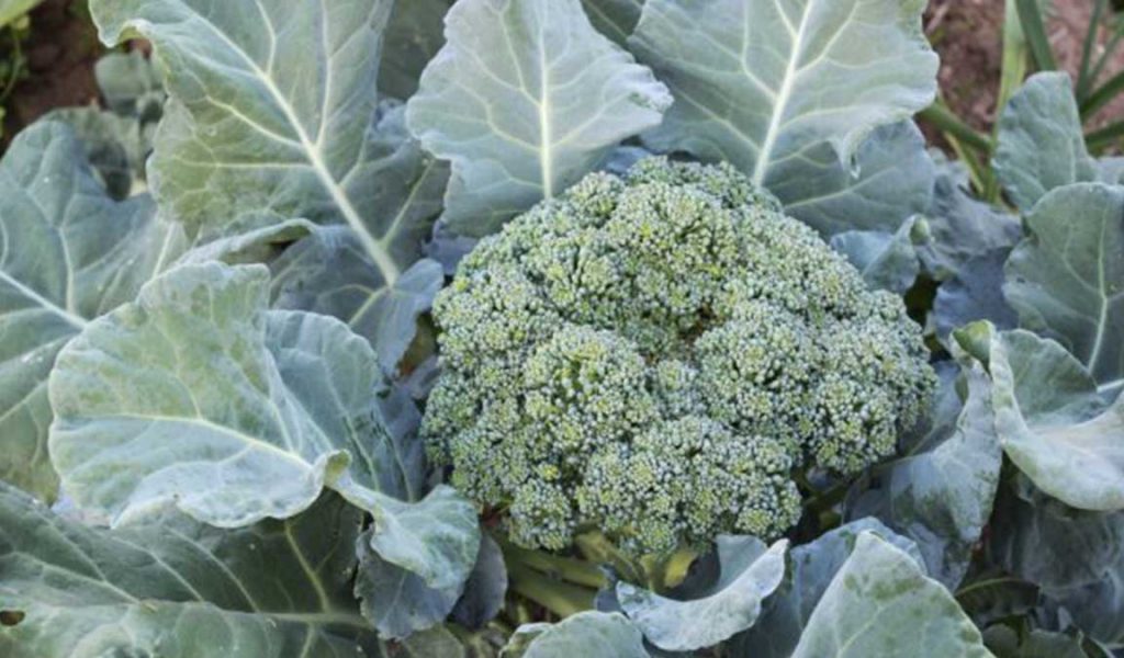 perawatan brokoli