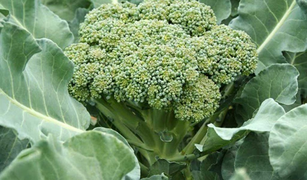 syarat tumbuh brokoli