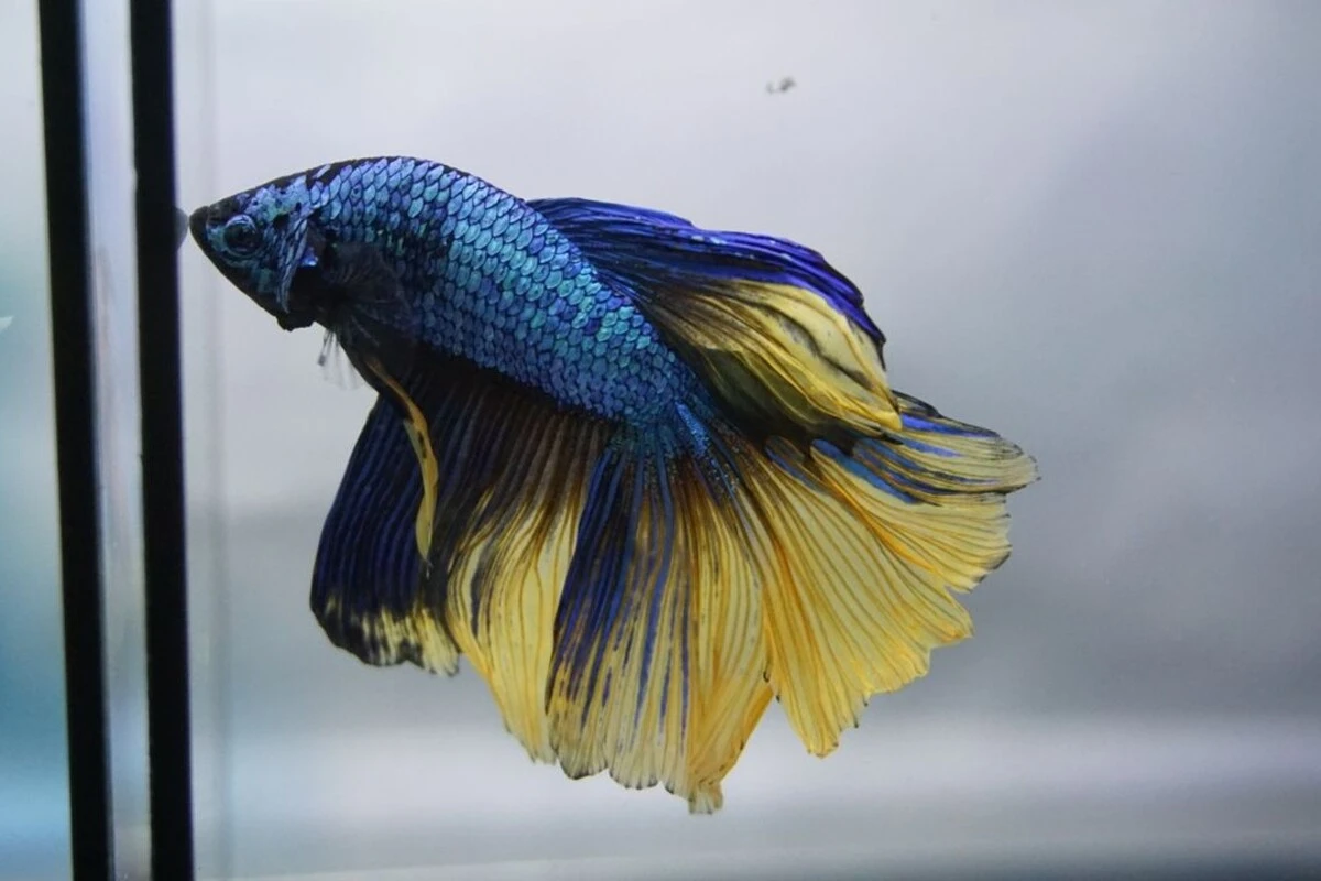 Analisa Usaha Ikan Hias Paling Menguntungkan, Ini Besar Modalnya!