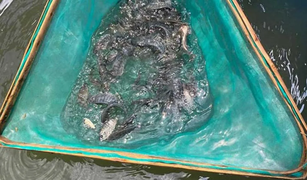 usaha ikan nila