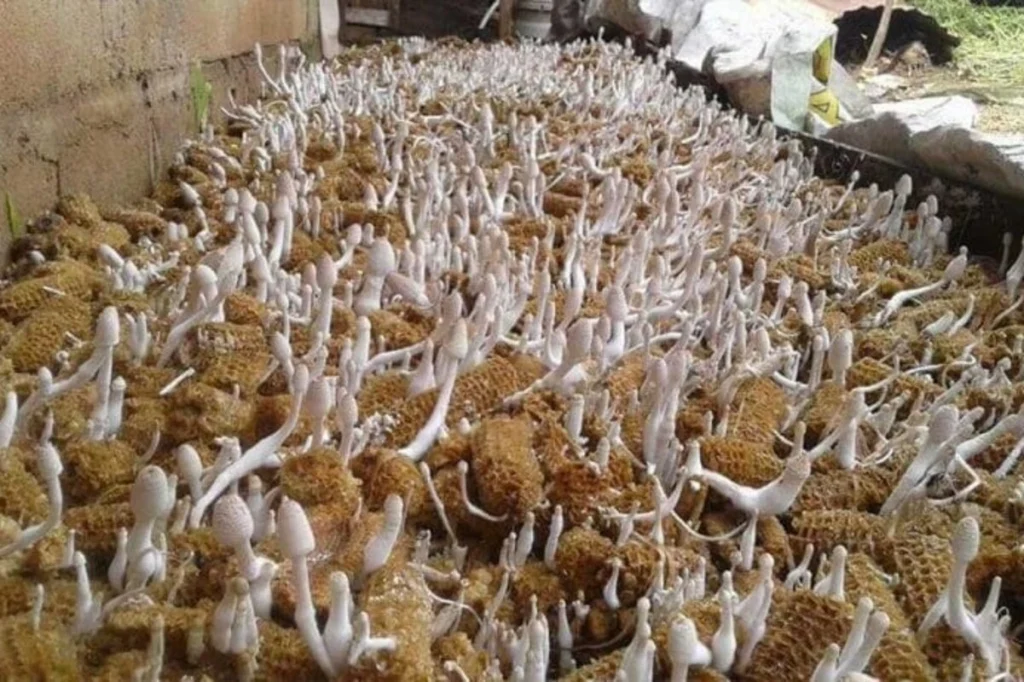Cara Budidaya Jamur Janggel Jagung untuk Pemula, Modal Minim Untung Besar!