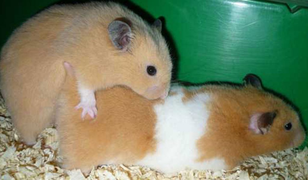 cara mengawinkan hamster