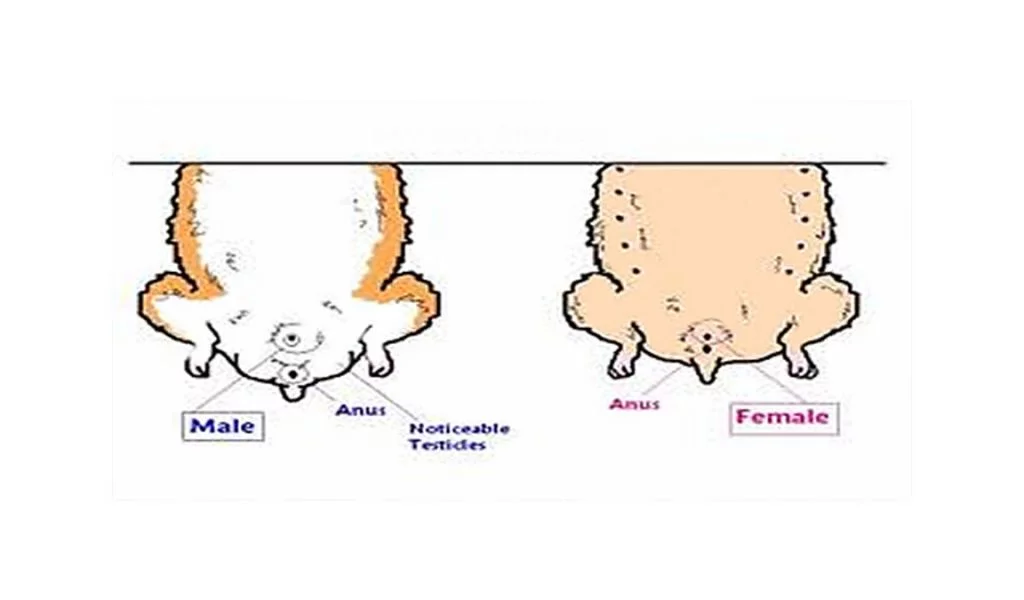 perbedaan hamster betina dan jantan