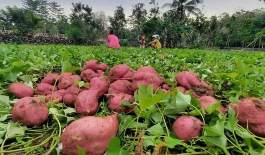 Cara Budidaya Ubi Jalar Agar Berbuah Lebat And Kualitas Ekspor