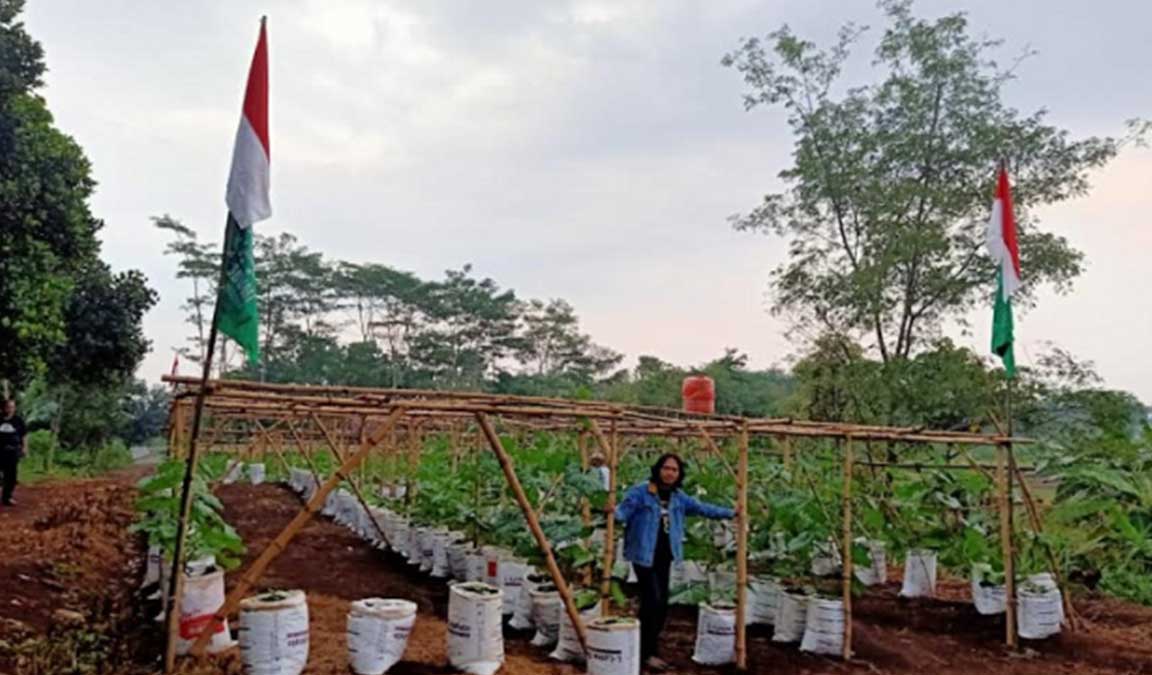 Cara Budidaya Labu Madu Paling Lengkap Dijamin Berhasil