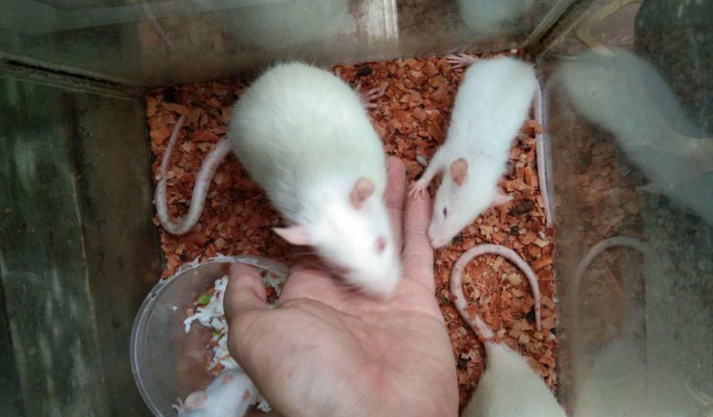 cara mengawinkan tikus putih