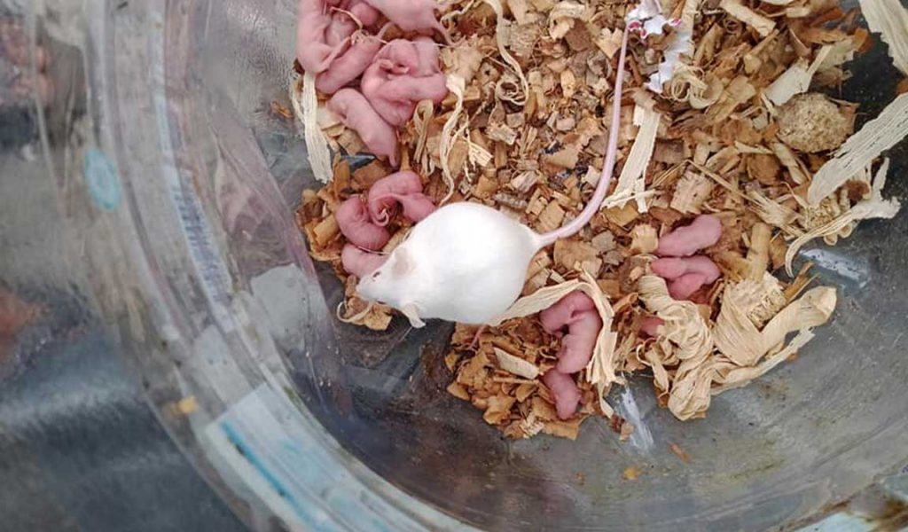 cara merawat tikus putih