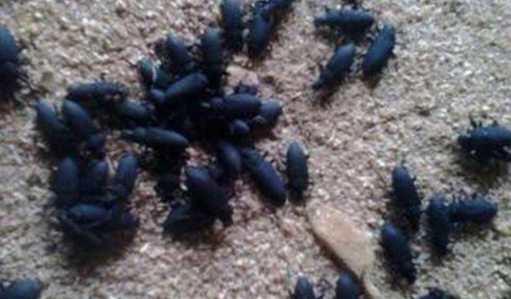 perawatan kumbang 