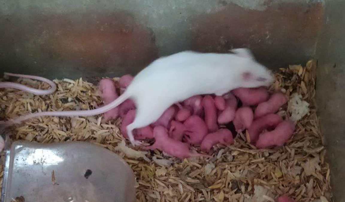 ternak tikus putih