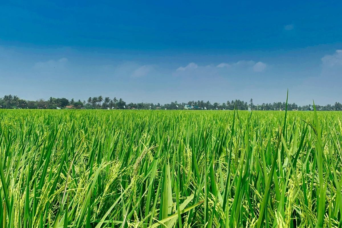 Contoh jenis padi INPARI