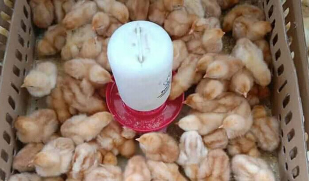 analisa usaha anak ayam