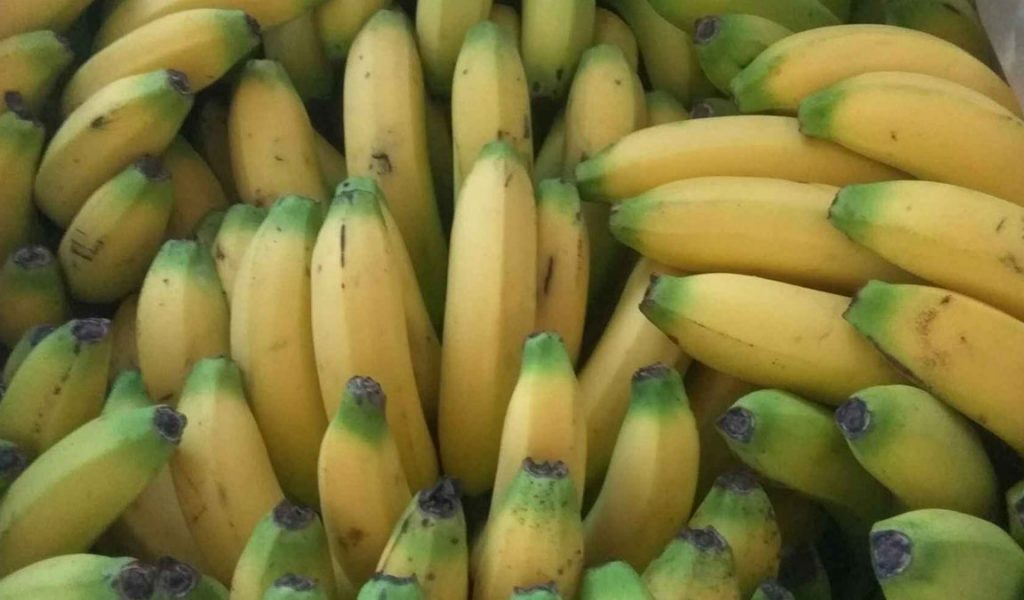 analisa usaha pisang cavendish