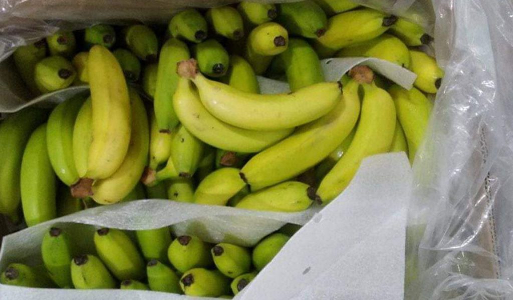 bisnis pisang cavendish