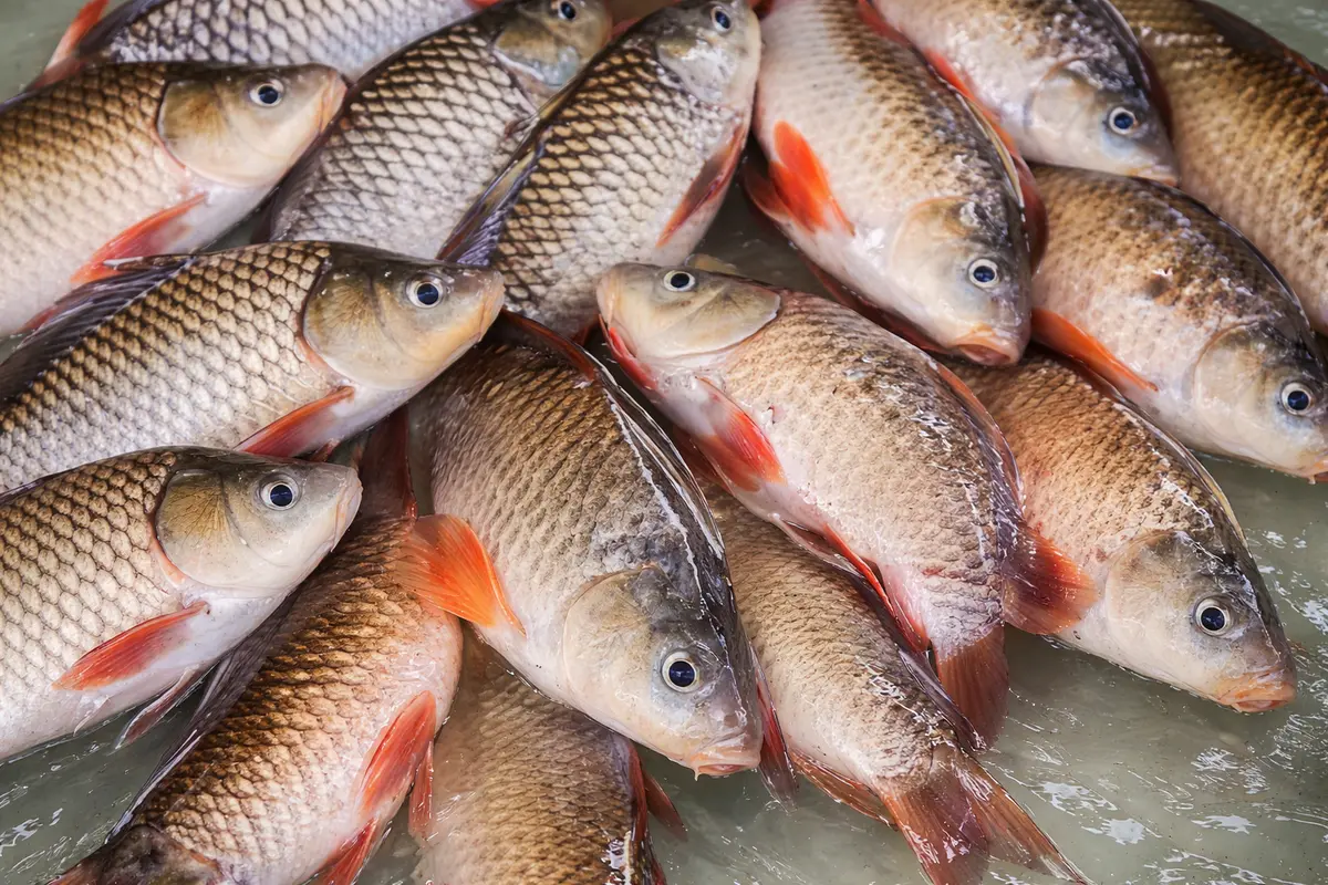 cara pemijahan ikan gurame