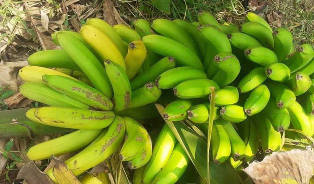 keuntungan pisang cavendish