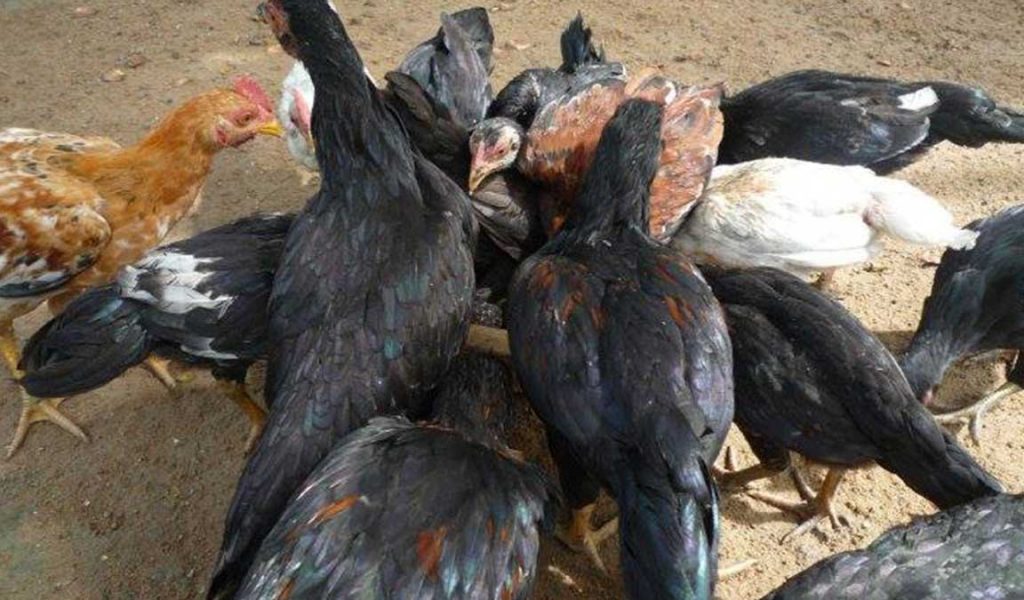 analisa usaha ayam kampung
