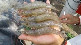 penyebab udang vaname stres
