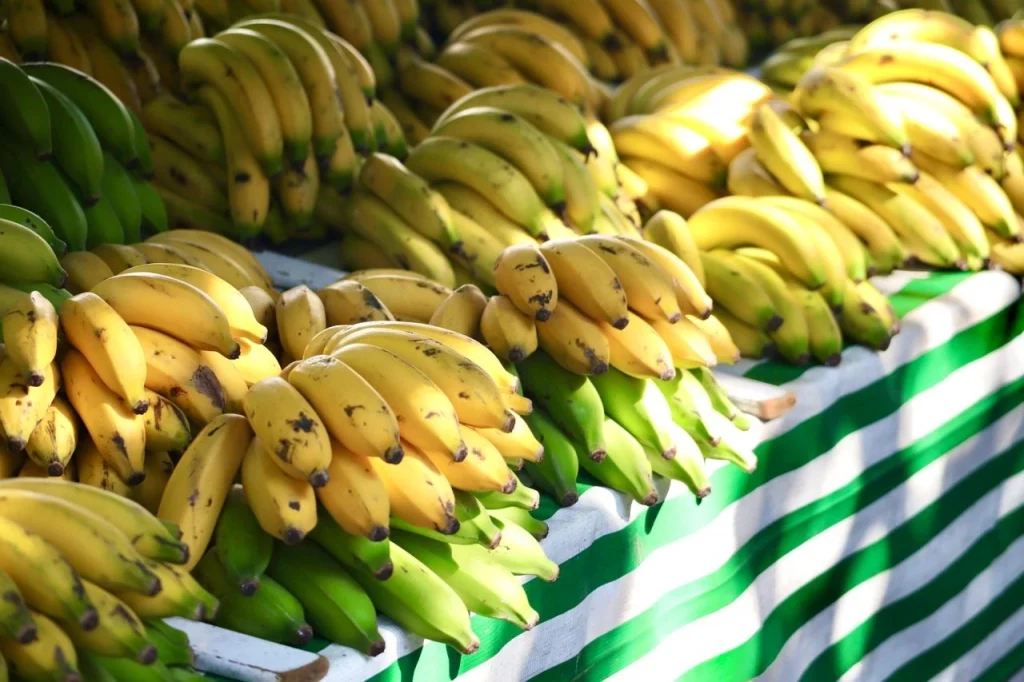 Analisis Usaha Pisang Cavendish Untuk Pemula, Ini Potensi Keuntungannya!