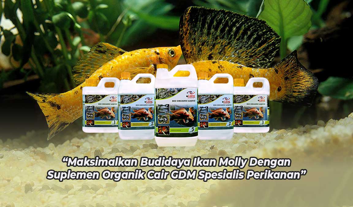 Pakan Ikan Molly: Jenis, Nutrisi, dan Manajemen Pemberiannya