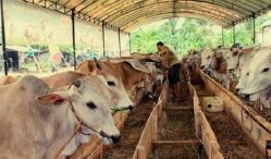 penyebab mastitis pada sapi