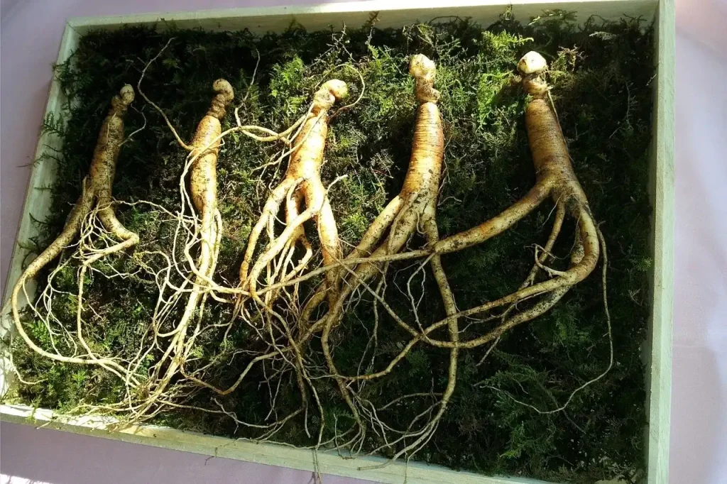 Cara Menanam Ginseng Jawa Lengkap, Dari Awal Sampai Panen