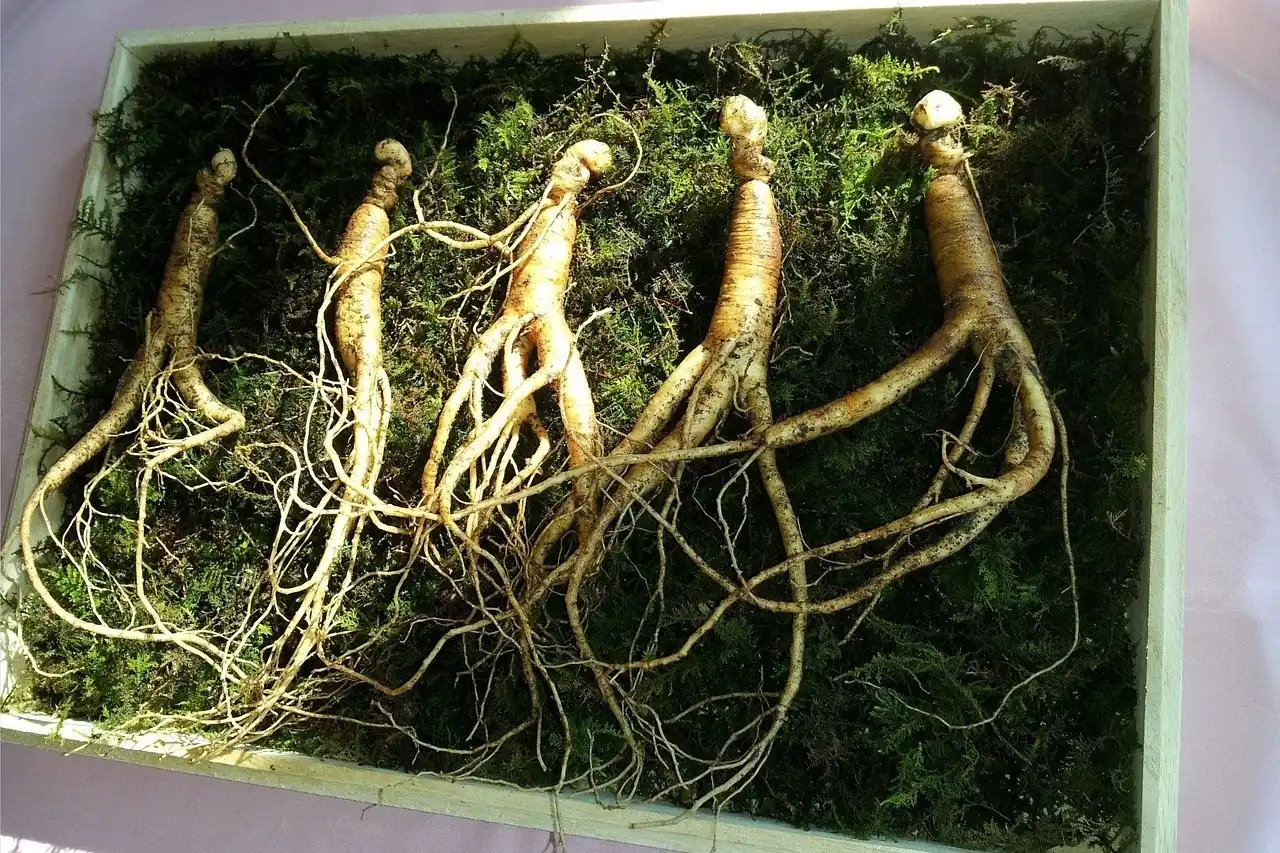 Cara Menanam Ginseng Jawa Lengkap, Dari Awal Sampai Panen