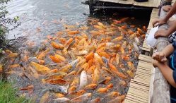 pemijahan ikan mas