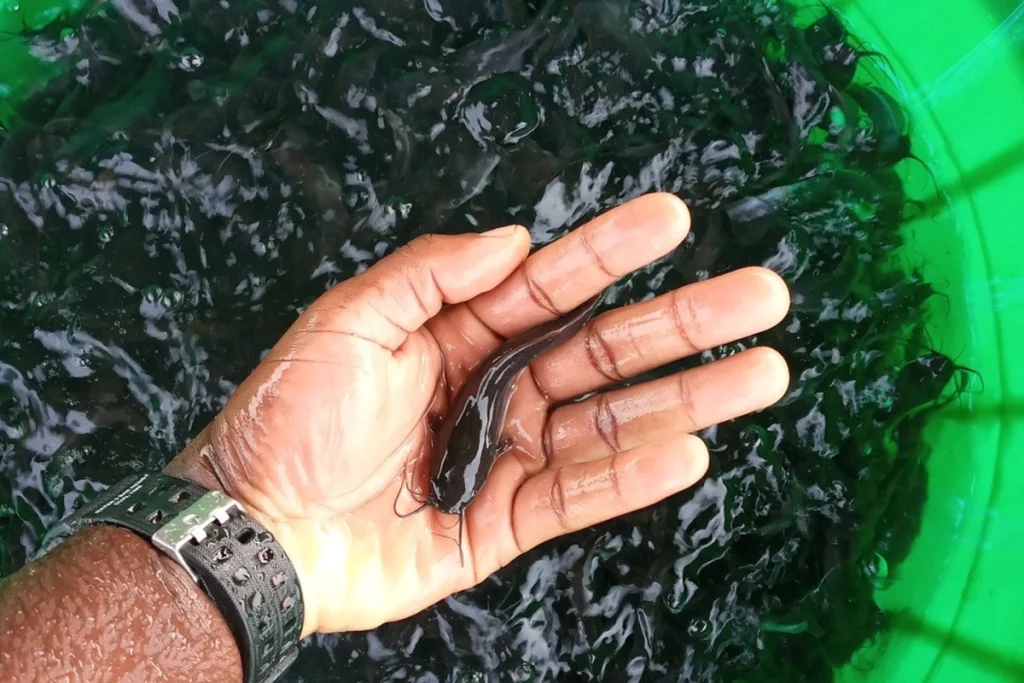 Cara budidaya ikan lele di ember