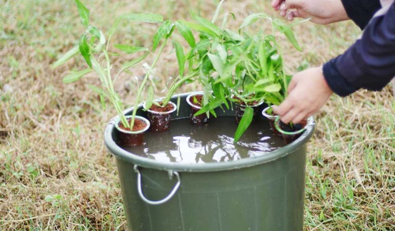 Cara Budidaya Ikan Lele Di Ember Mudah Bagi Pemula