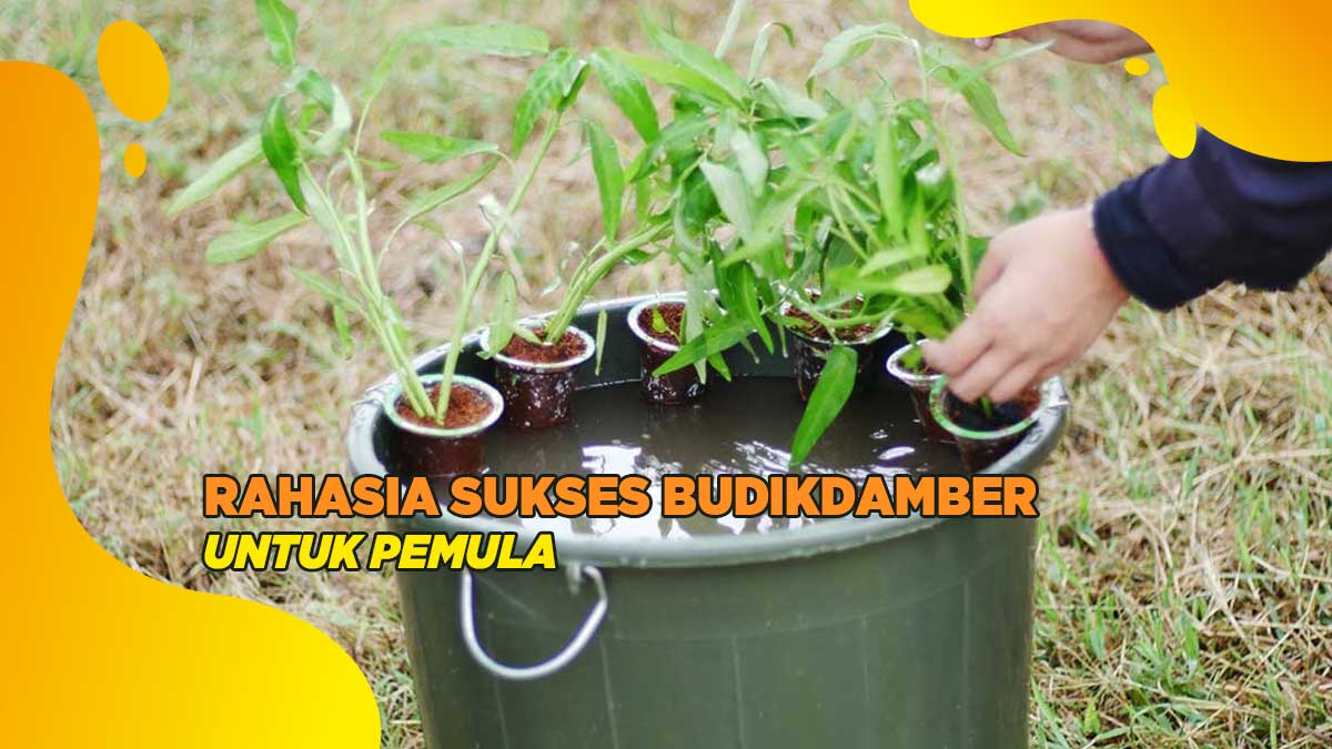 Cara Budidaya Ikan Lele Di Ember Mudah Bagi Pemula