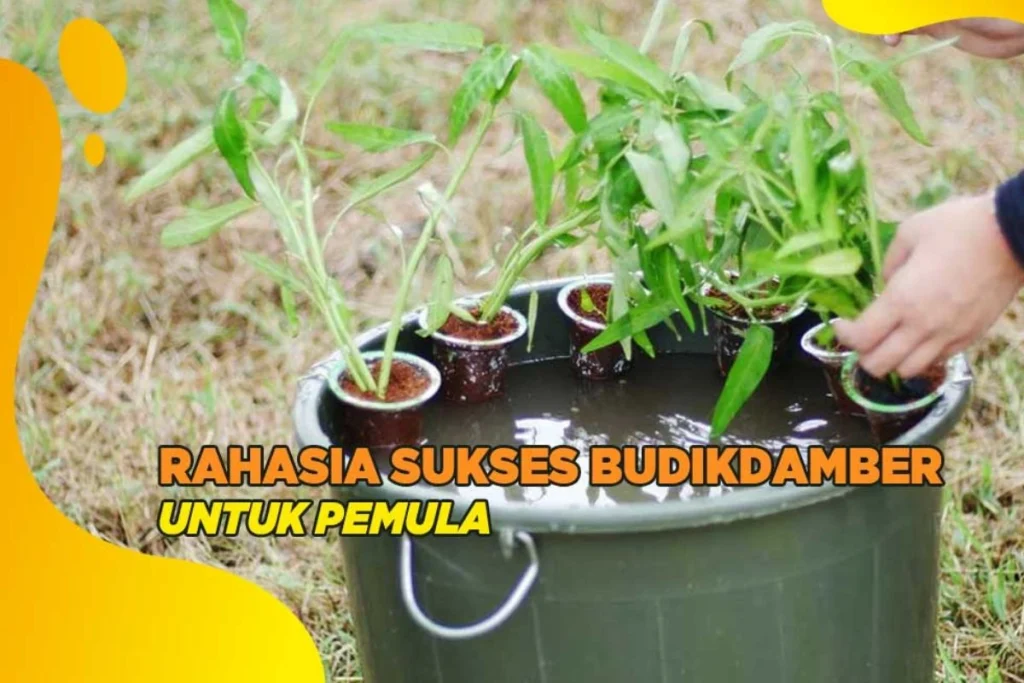 budidaya ikan lele di ember