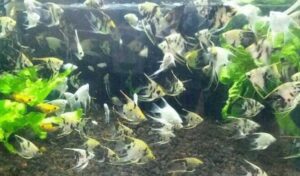 Cara Budidaya Ikan Manfish Aquarium Bagi Pemula, Praktis Dan Mudah