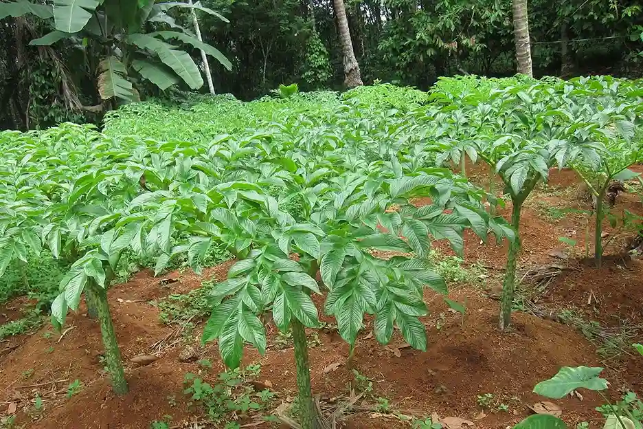 cara budidaya porang