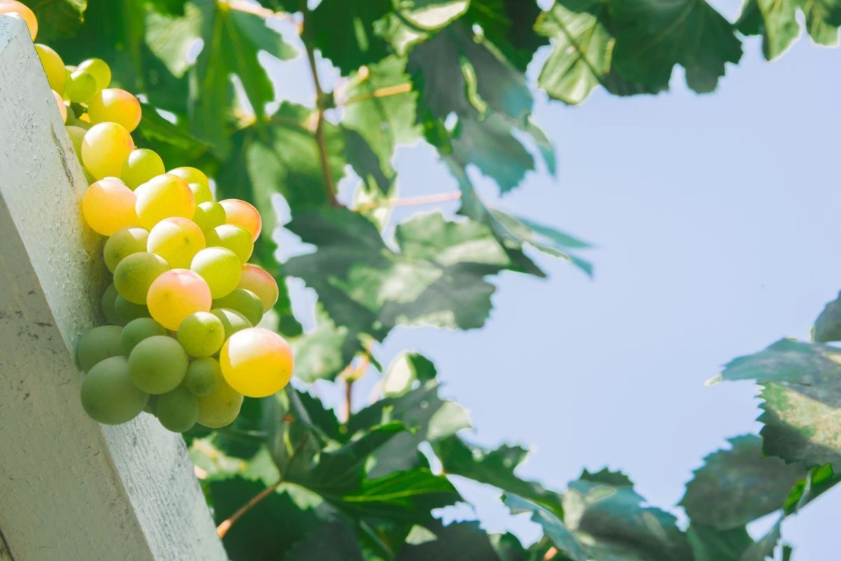 cara menanam anggur dalam pot