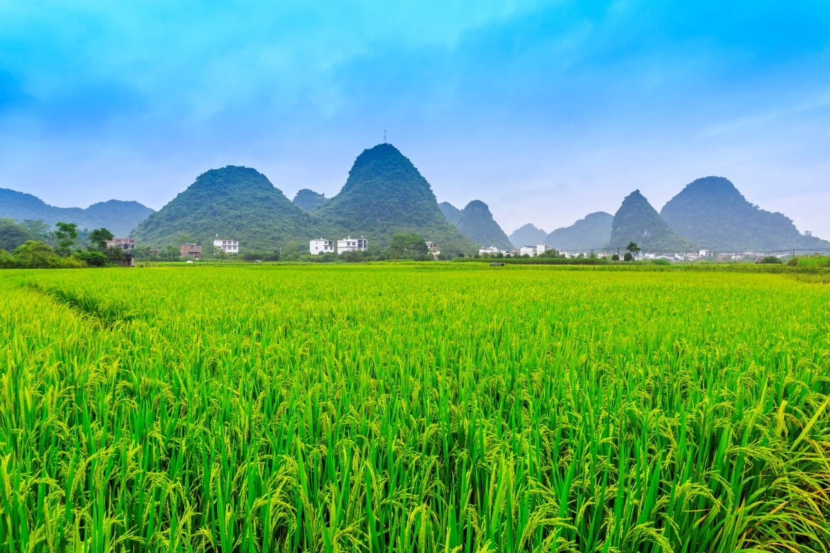 cara pemupukan padi INPARI