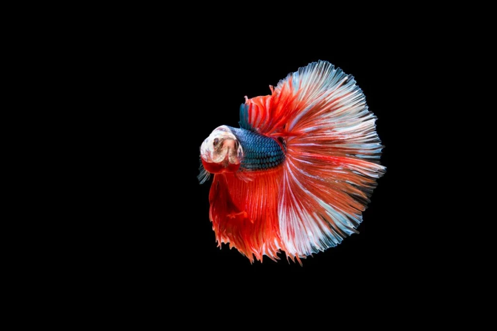 Contoh ragam ikan cupang (siamese betta fish)