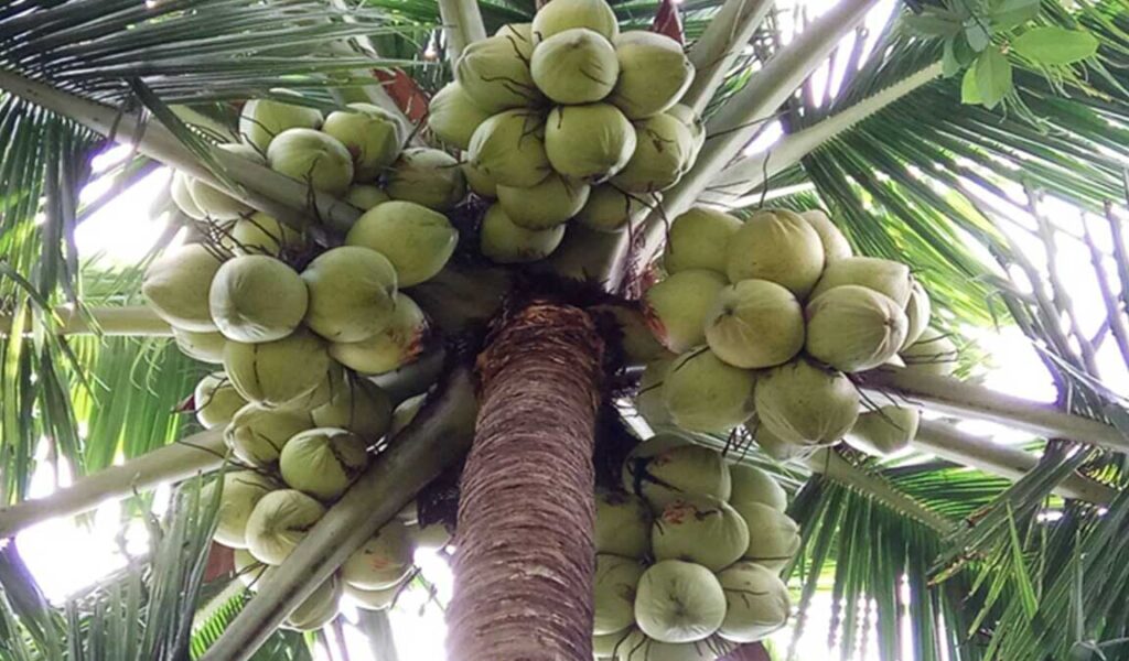 karakteristik kelapa hibrida