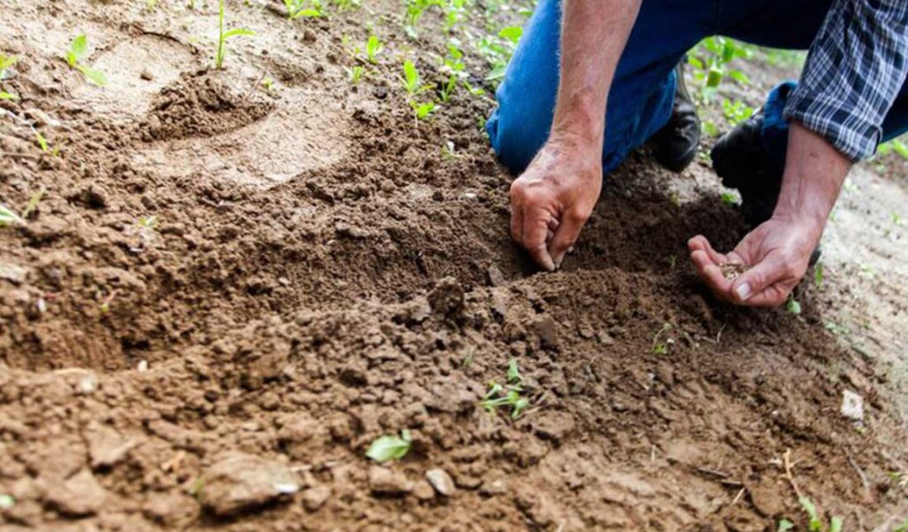 cara menanam kacang tanah