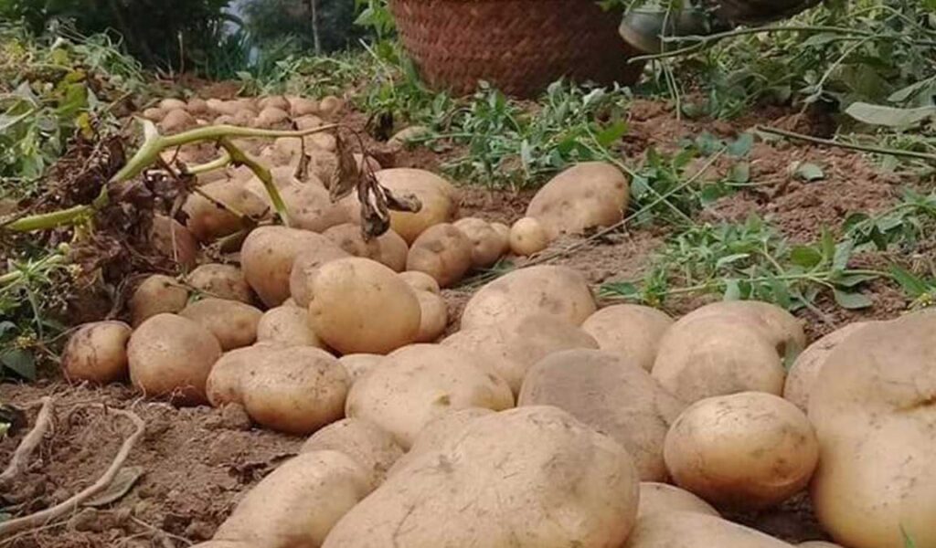 panen kentang