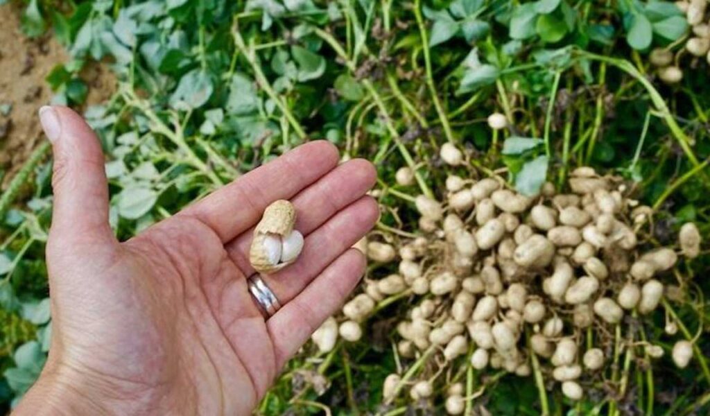pemilihan bibit kacang tanah