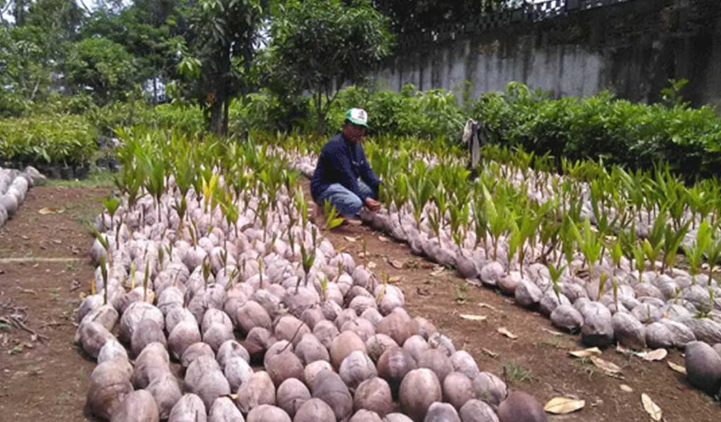 proses pemeliharaan bibit kelapa