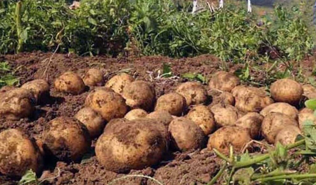 peluang bisnis kentang