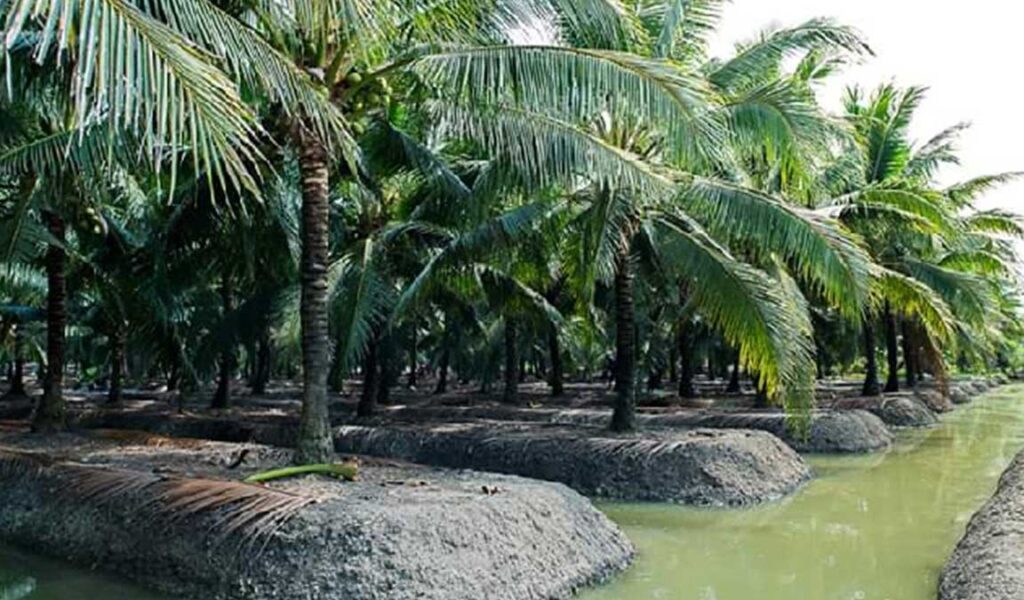 syarat tumbuh kelapa hibrida