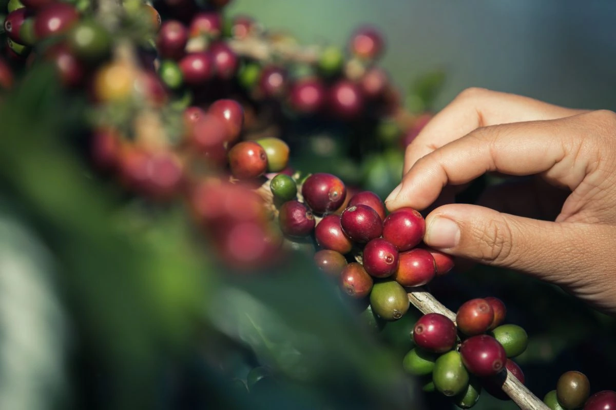 Cara Menanam Kopi Robusta.