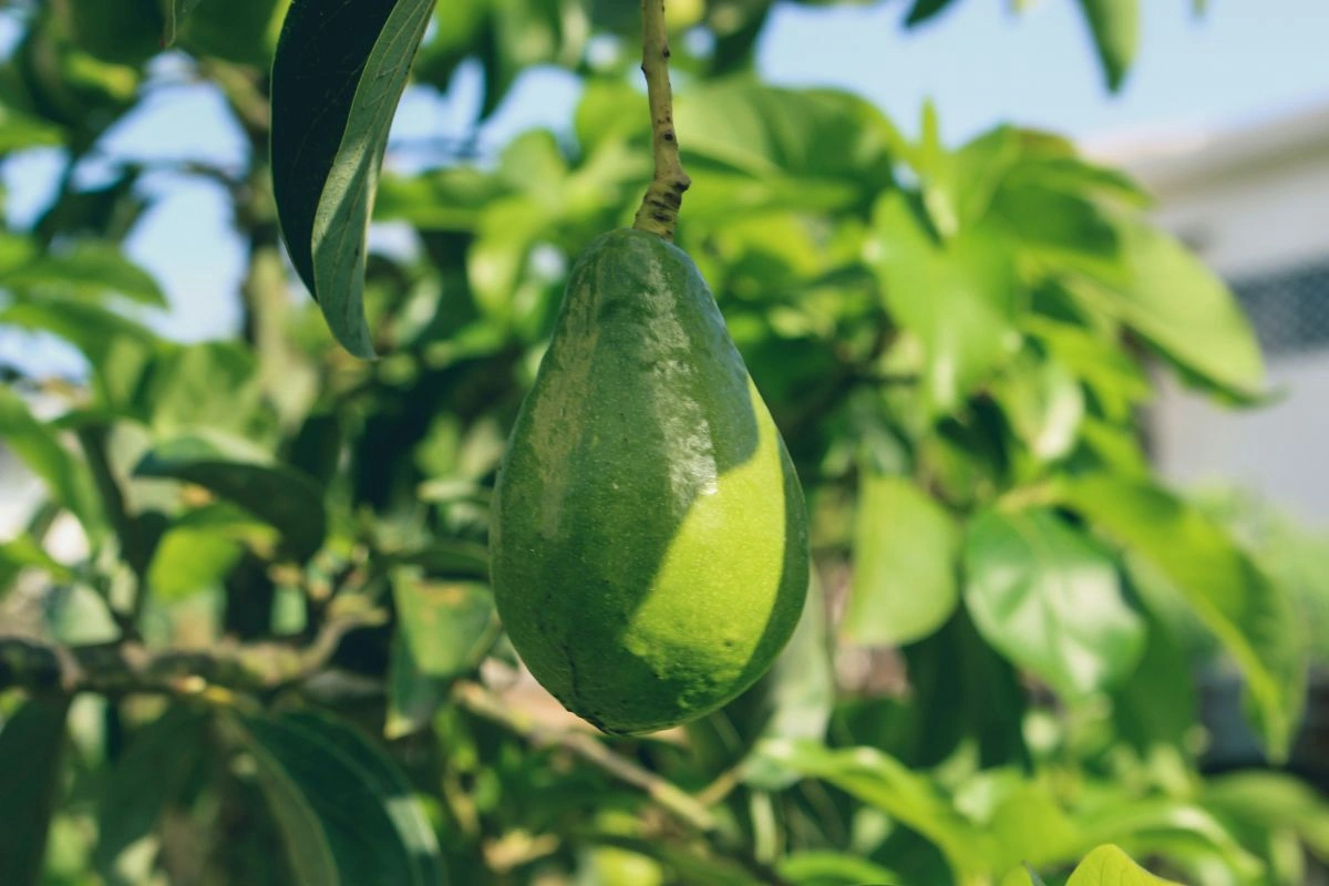 cara budidaya alpukat mentega